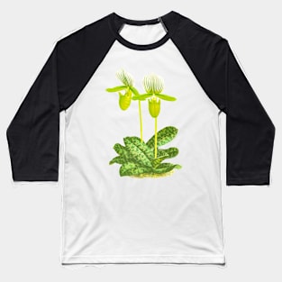 Green Lady slipper orchid - Paphiopedilum lawrenceanum var Hyeanum - botanical illustration Baseball T-Shirt